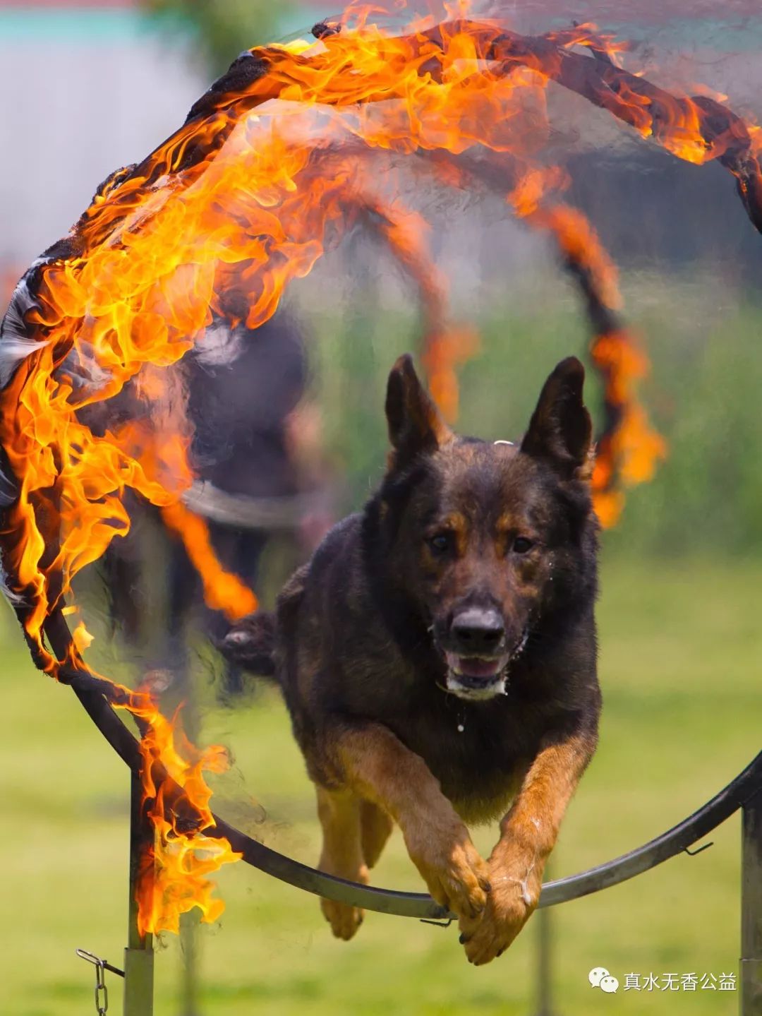我是一条警犬，我的名字叫马六