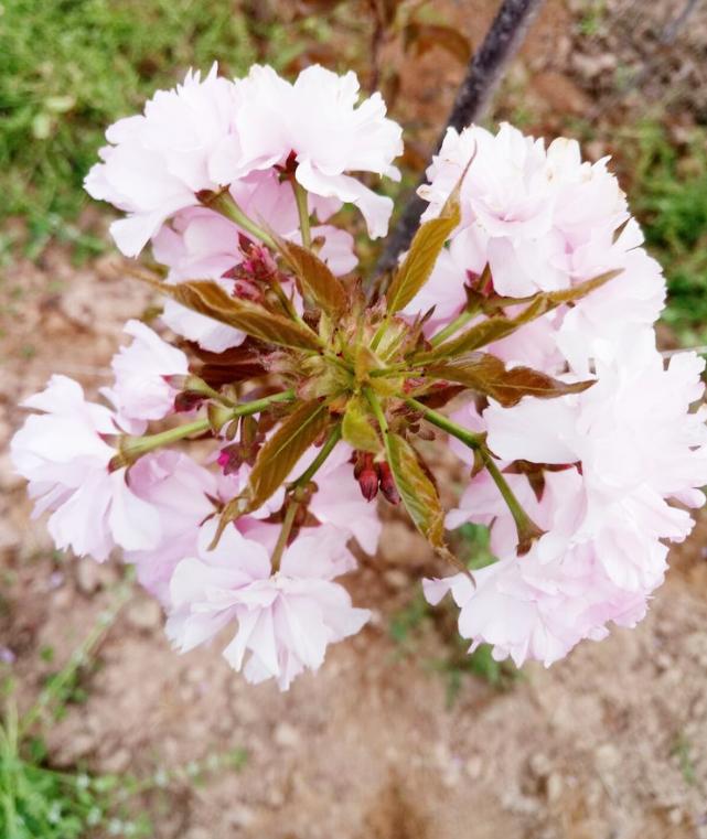 红叶樱花苗木批发,苗木市场行情紫叶李价格