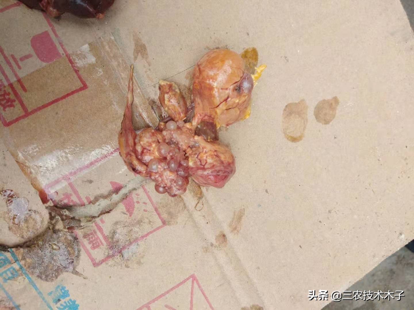 导致高产蛋鸡患卵黄性腹膜炎的三大因素，及防止措施