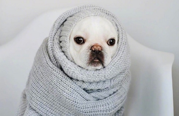 狗狗拉稀是什么原因怎么办,狗狗拉稀怎么办最快