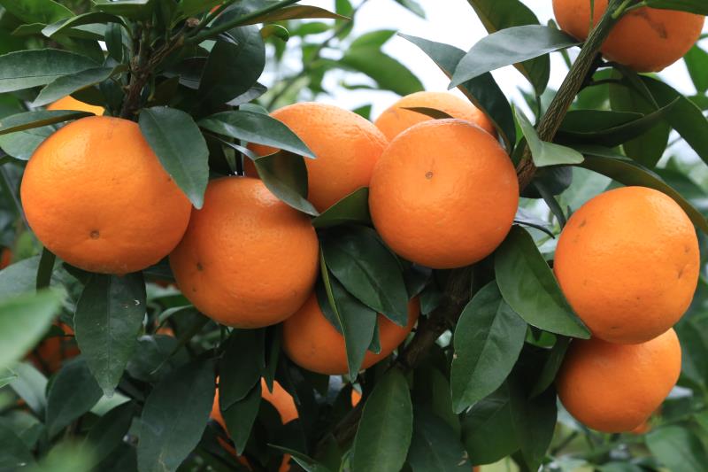 深情的表白一段话,深情的表白的情话