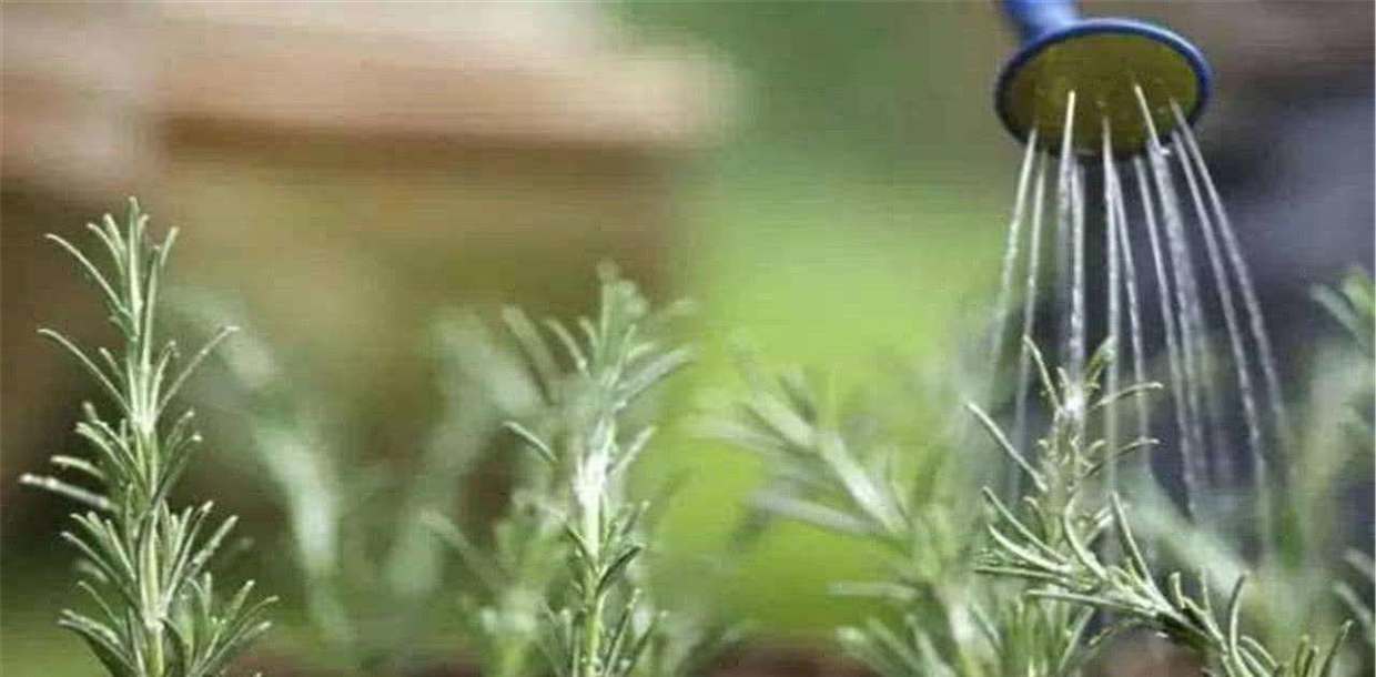 种植花卉怎么浇水最好,花卉种植如何浇水视频教程