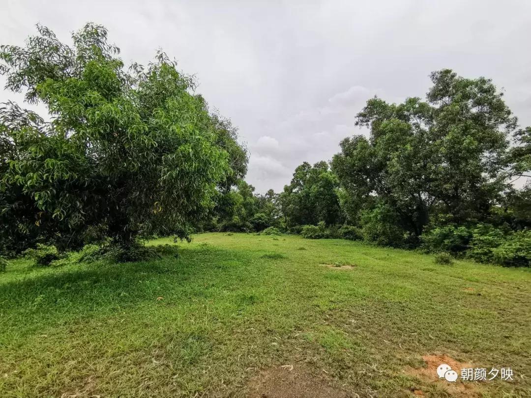 岐阳梧桐起凤环，鹭兮鹭兮寻不见（上）