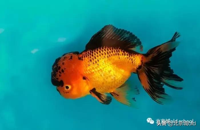 老北京养金鱼的讲究,老北京瓦盆养金鱼