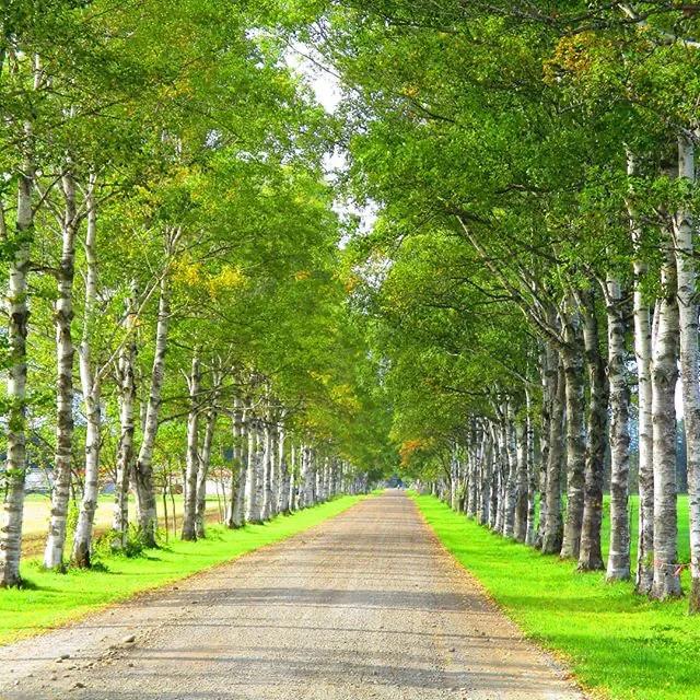 北海道的雪有多美,北海道到底有多吸引人
