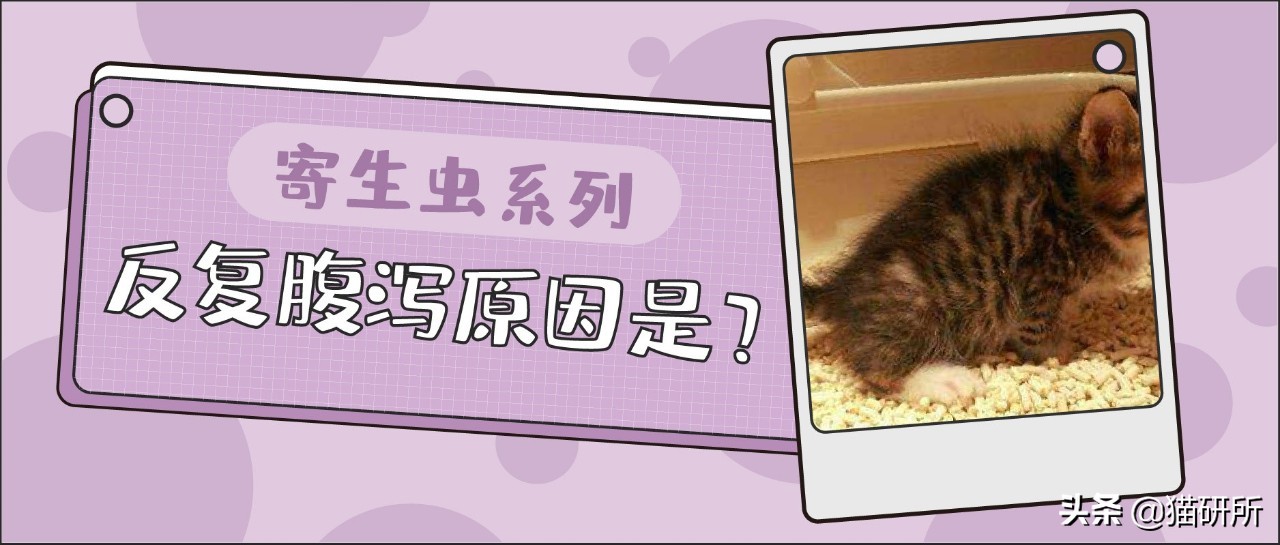 猫咪粪便检测出菌群超标,猫咪腹泻吐白色泡沫食欲还行