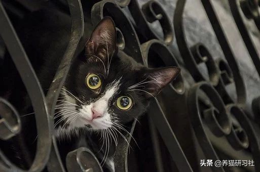 猫咪眼睛黄色粘稠分泌物怎么处理,猫咪眼睛红肿有脓性分泌物怎么治