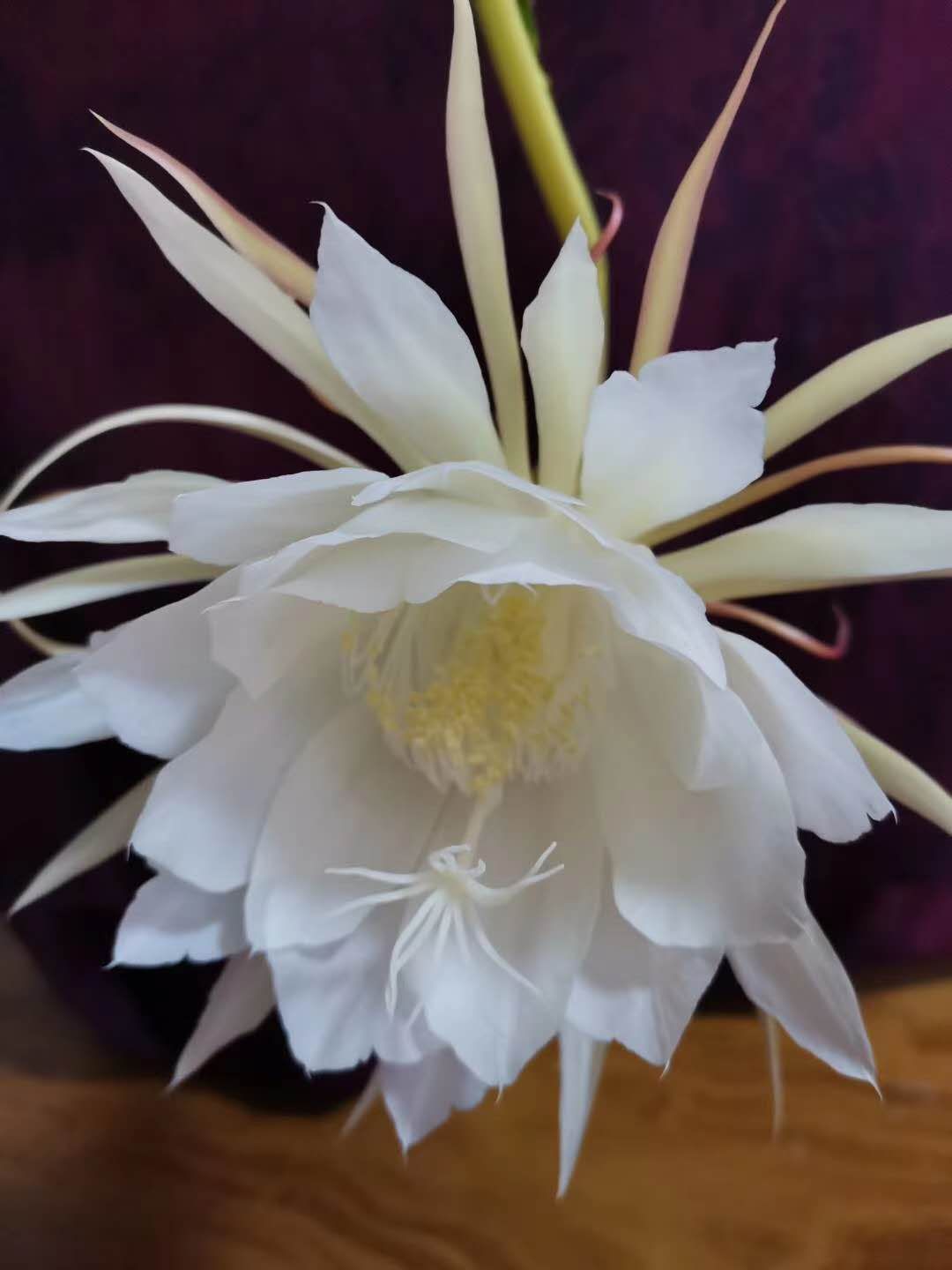 湘萍九天乘鹤群友八荒挽词——中国知青卓越群悼念老知青蔡湘萍