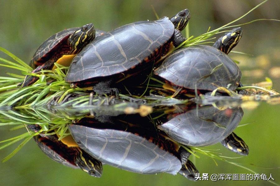 什么是乌龟水霉病？乌龟患水霉病怎么办？