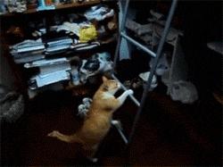 重度强迫症表情包gif,搞笑gif开心一刻单身也挺好