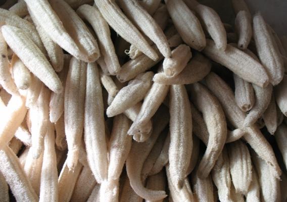 丝瓜养花,老丝瓜有什么用