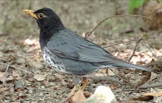 东江揽胜,惠州淡水常见鸟类图谱