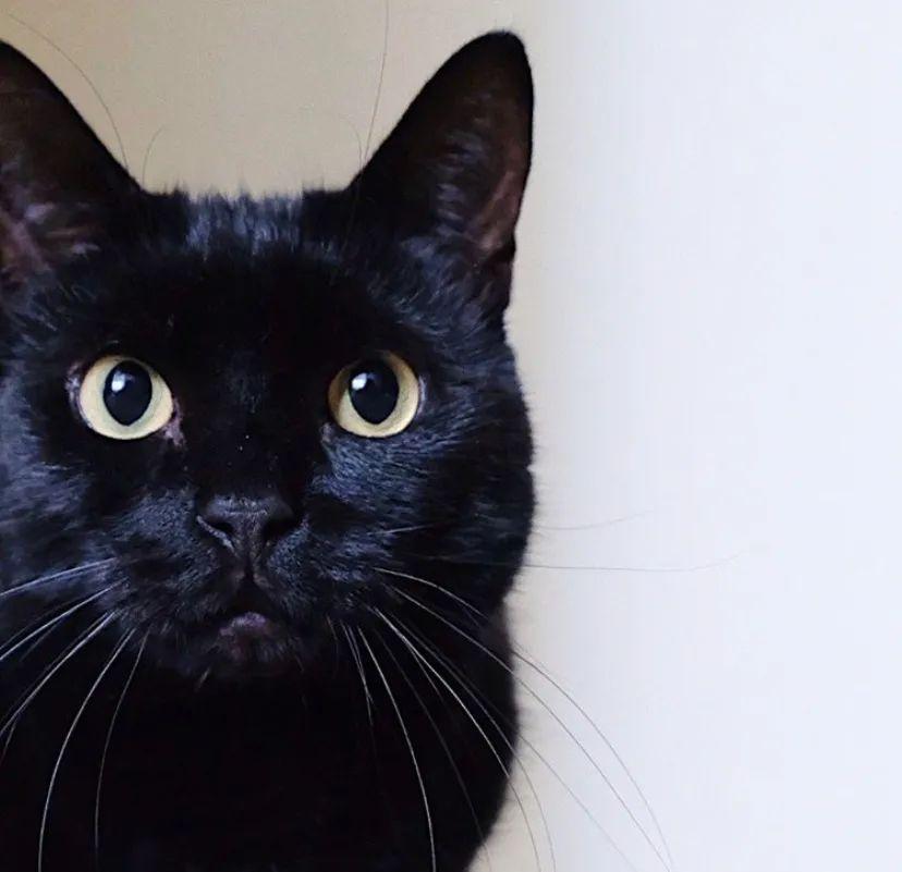 中华田园猫黑猫绿眼,中国田园猫咪黑猫