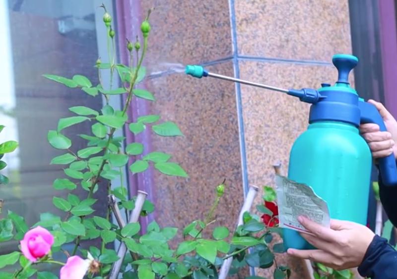 花上起了蚜虫有什么方法去掉,花有小白虫是蚜虫吗怎样消灭它