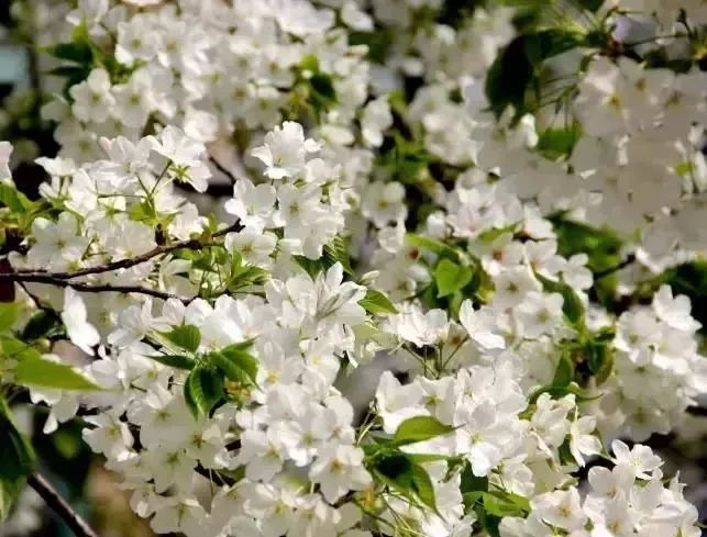 看到花的时候,不知是什么花?那就收下这份百花图谱