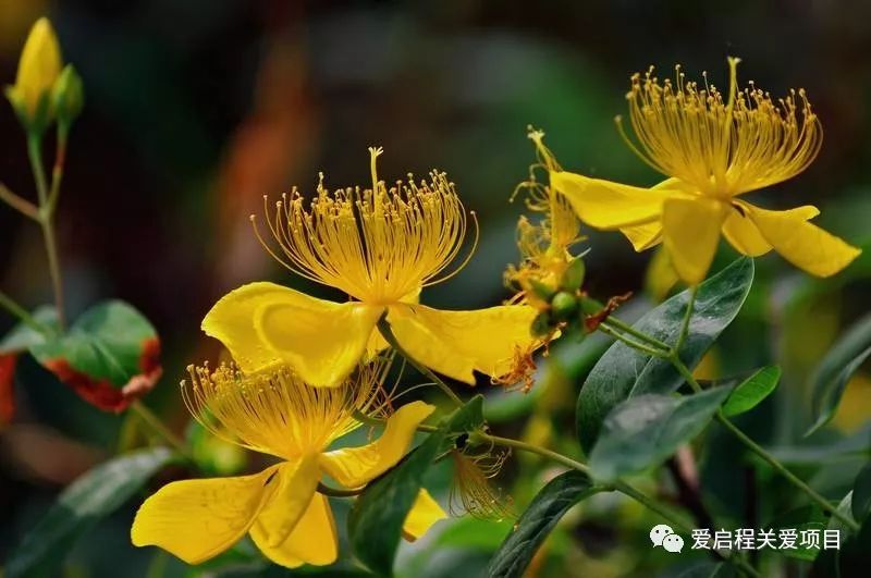 三阴性浸润性乳腺癌吃中药可以吗,乳腺癌化疗期间可以用中药调理吗