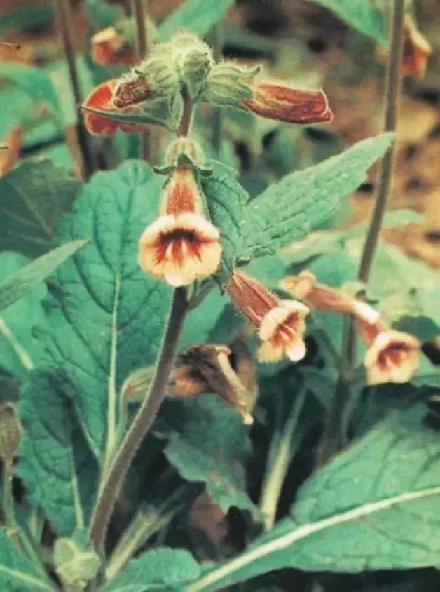 经方含地黄的方子,滋阴最好的中药地黄