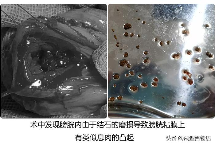 狗狗突然开始乱尿乱拉怎么纠正,狗狗最近突然乱尿