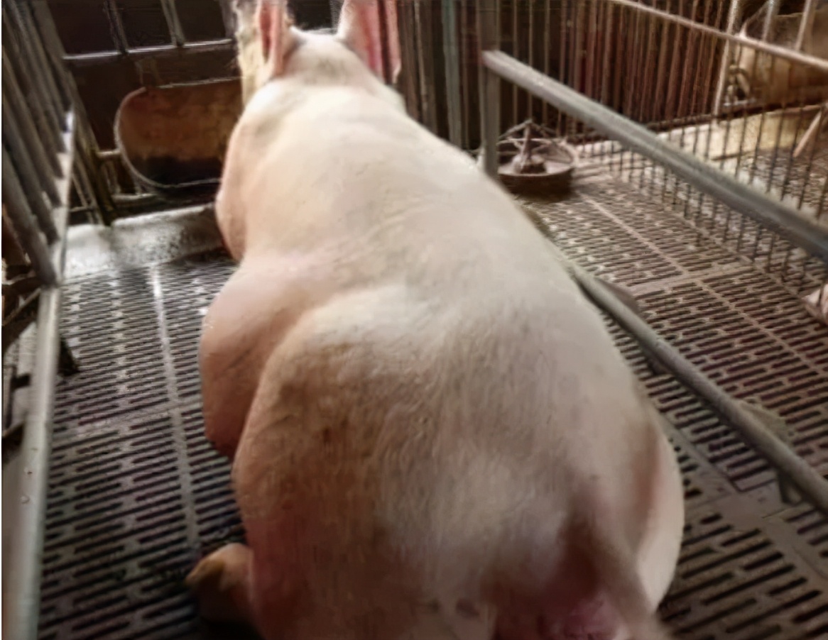 母猪到了预产期还不产子十多天了,母猪预产期过了