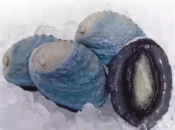 世界顶级鲍鱼菜图片,世界鲍鱼体型十大排行榜