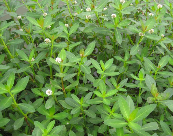 出门踏青管住嘴这种野菜可别乱吃,春季踏青路边的野菜要慎采