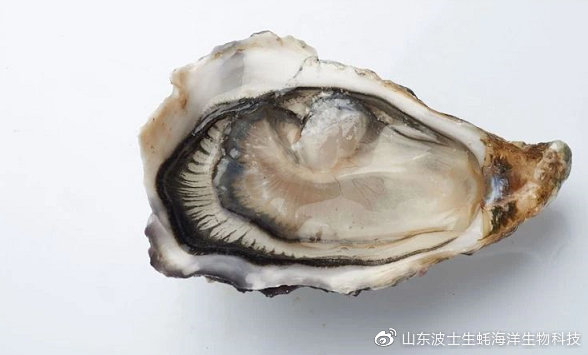 宵夜吃生蚝真实视频,宵夜湛江生蚝生吃