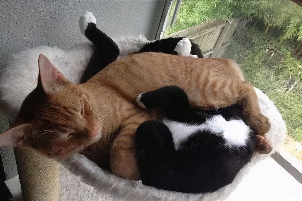 买的窝猫咪不睡怎么办,猫咪死后猫窝怎么办