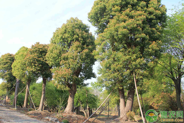 香樟怎么育苗,香樟树种子怎么育苗