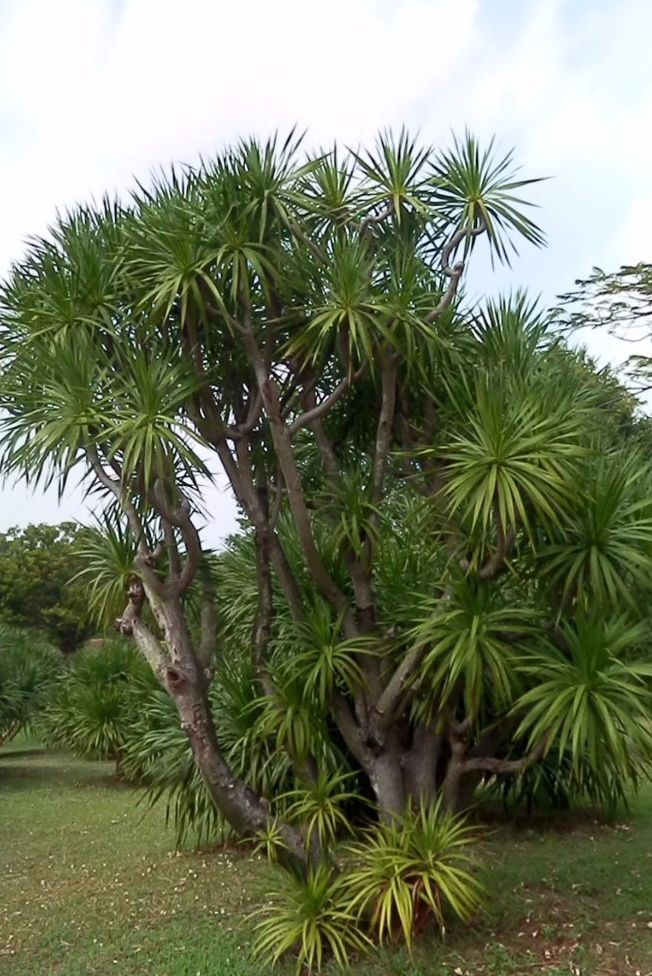 100种常见观叶植物图鉴史上最全,农村常见的100种植物