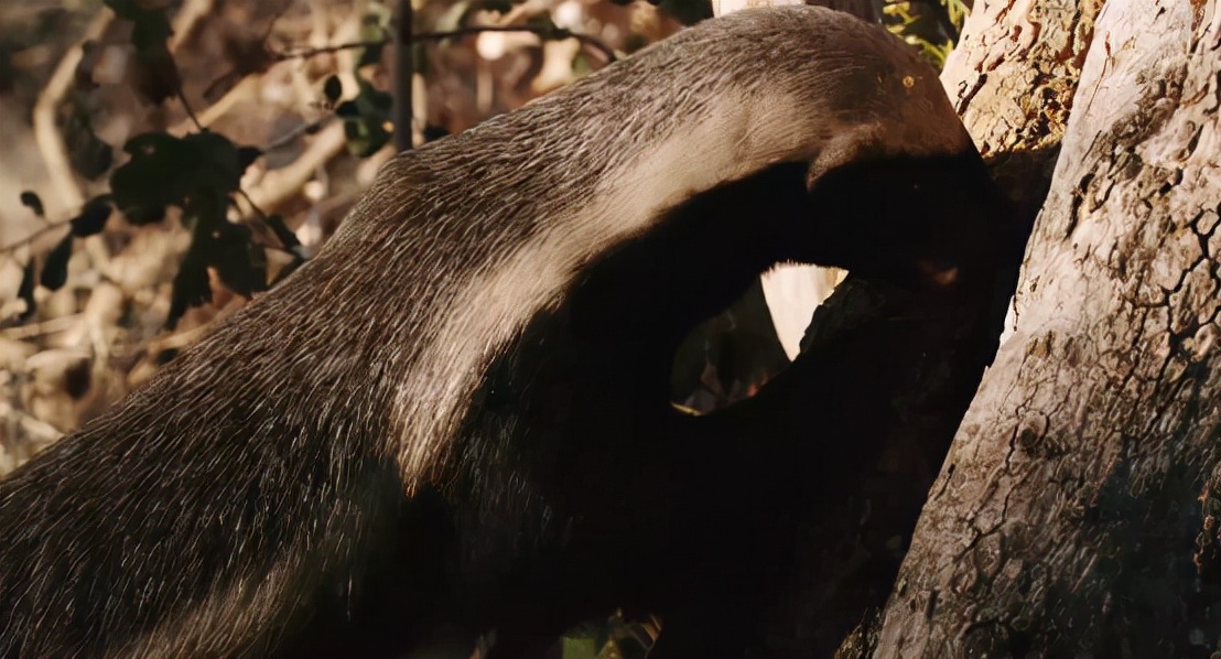 蜜獾吞食毒蛇视频,克星蜜獾专门咬很凶猛的毒蛇
