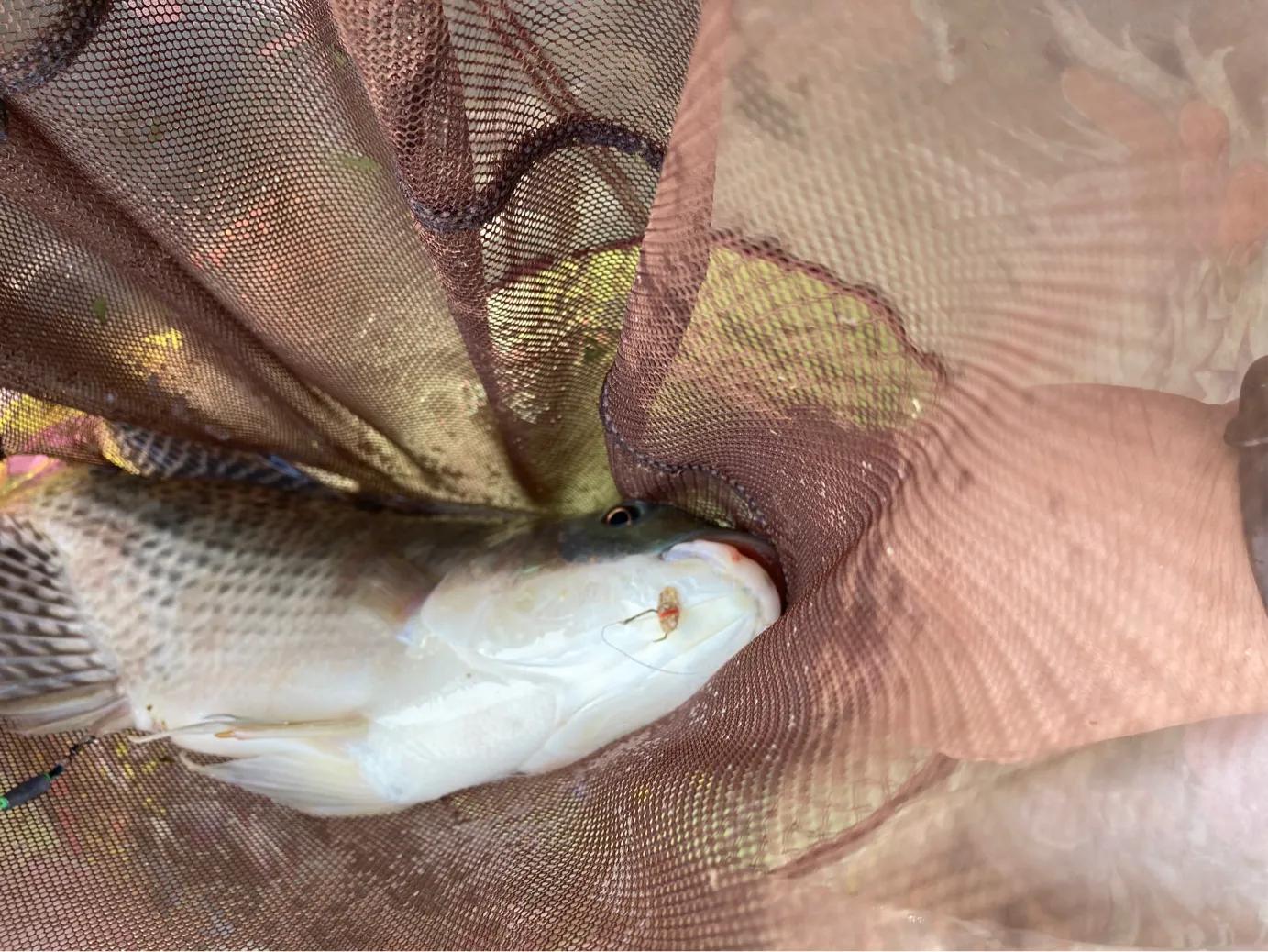 钓鱼防脱技巧 (自测钓鱼技巧和方法)