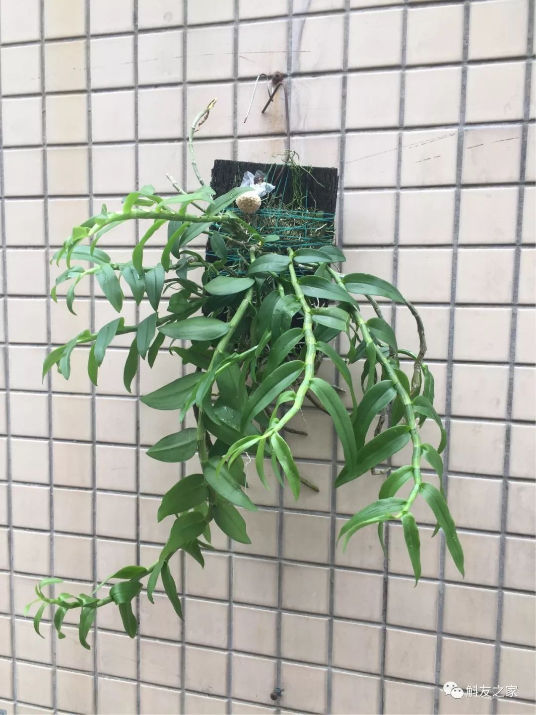 石斛兰黄叶怎么解决,为什么石斛兰叶子很脆