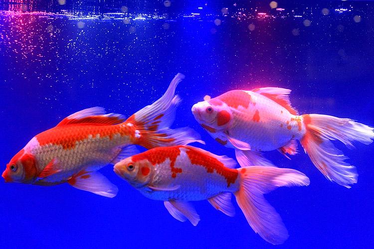 白色草金鱼什么品种,金鲫鱼和草金鱼是一个品种吗