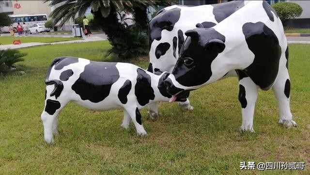 雪宝奶牛场,参观雪兰牛奶工厂心得体会
