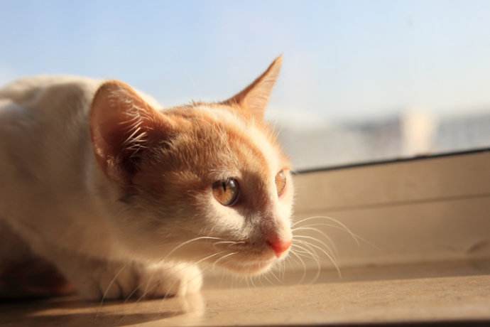 领养代替购买？这样的*养送**人我也选择拒绝