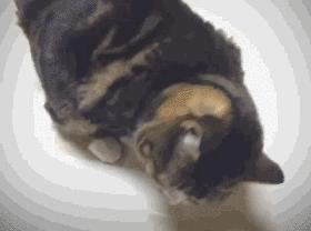 猫兄妹可爱视频,矮脚猫兄妹