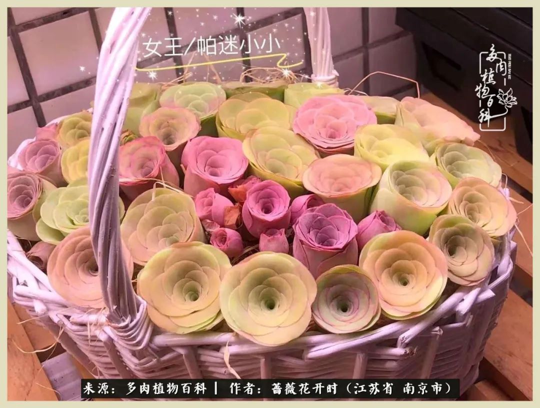 又见颜的妩媚，色的诱惑！这些山地玫瑰礼盒惊艳了眼眸