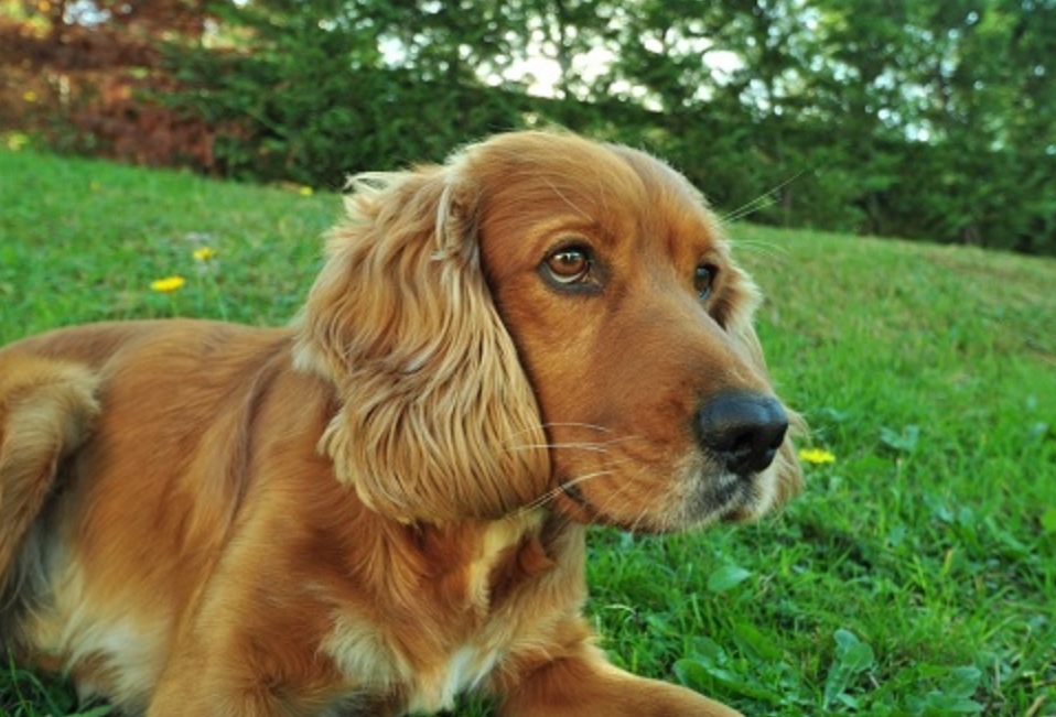 适合老年人养的狗排行榜,适合老人养的狗好养活的品种
