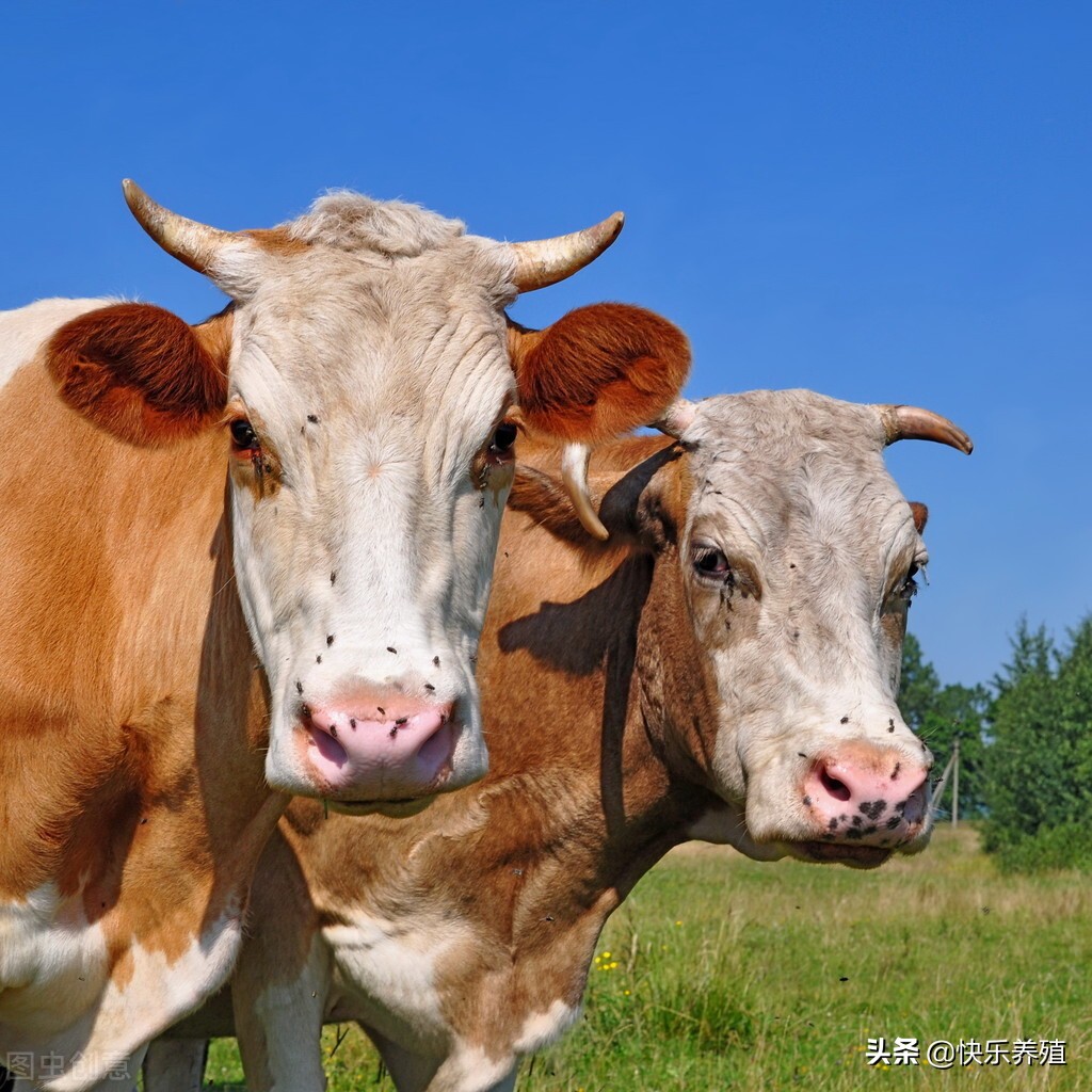 养牛如何选基础母牛,母牛选择什么品种最好