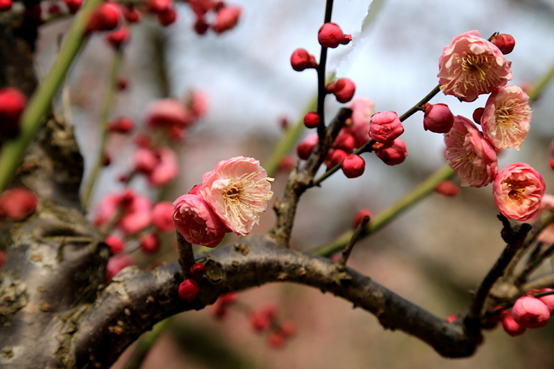 南京古林梅岭，二梅报春；盆景园梅花，婀娜多姿