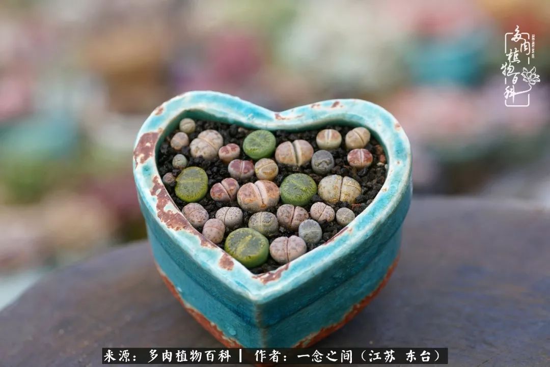 对多肉植物的爱心寄语,赏兰花感言