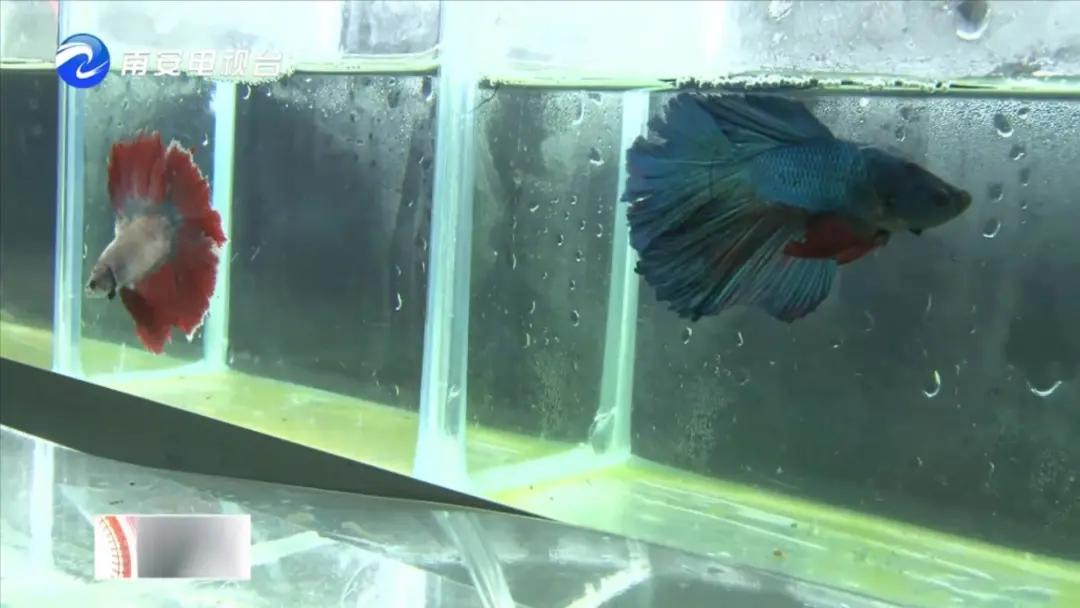 90后小伙的“斗鱼”梦:泰国斗鱼从南安“游”到全国各地!