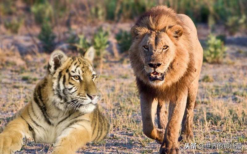 老虎的牙齿和狮子的牙齿对比,老虎和狮子牙齿哪个长