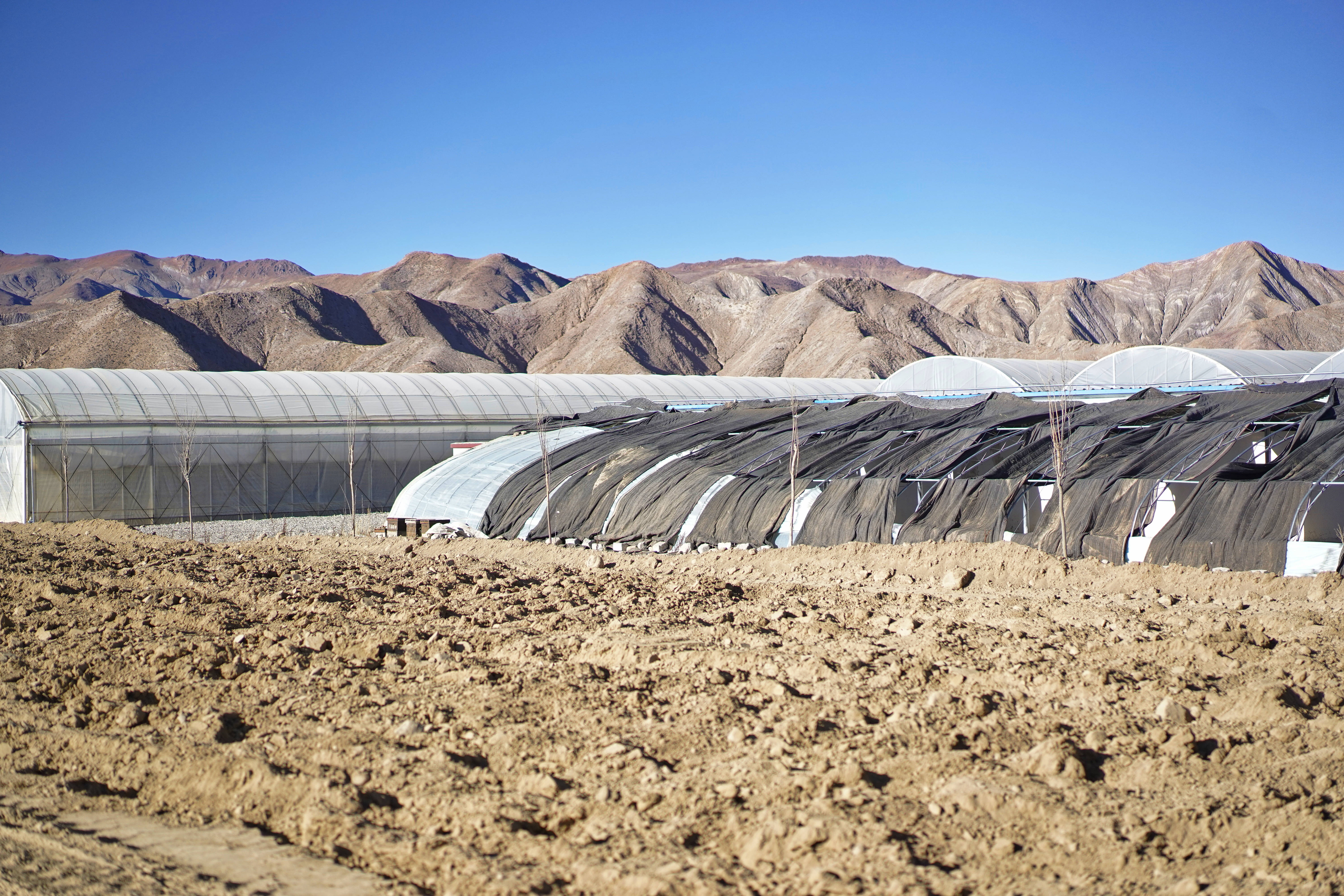 有一种植物产自伊朗和上海,却被误解为*藏西**特产,游客打飞的去买