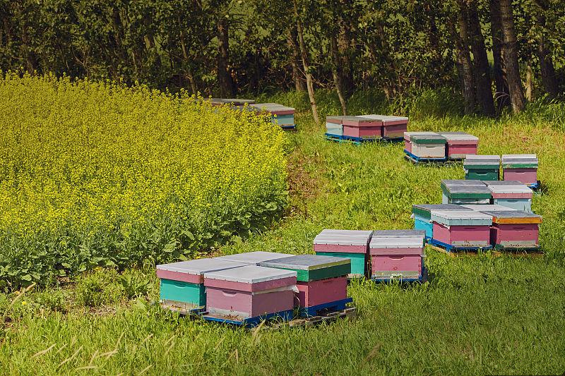 中蜂养殖技术怎样防止蜜蜂逃跑,蜜蜂养殖如何防备蜂王飞走