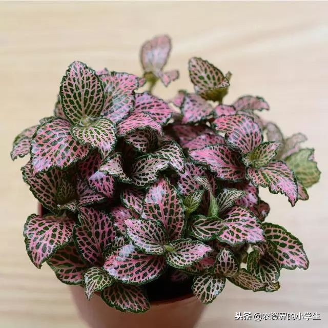 植物的叶子为什么是黄色的,植物的叶子呈绿色的原因