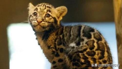 中国“小剑齿虎”,地上吃野猪、上树吃猴,挺过640万年今濒危!