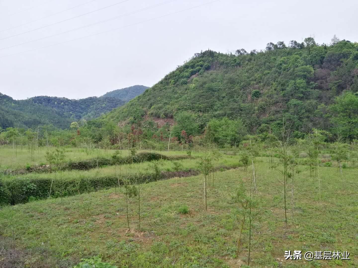 栽5棵竹子多久能成林,栽一棵竹子苗几年能长出小竹子来