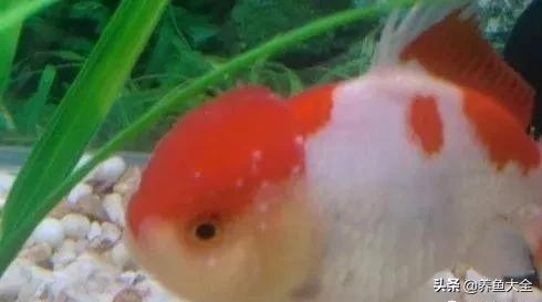 季节交替，注意观赏鱼水霉病的防治！