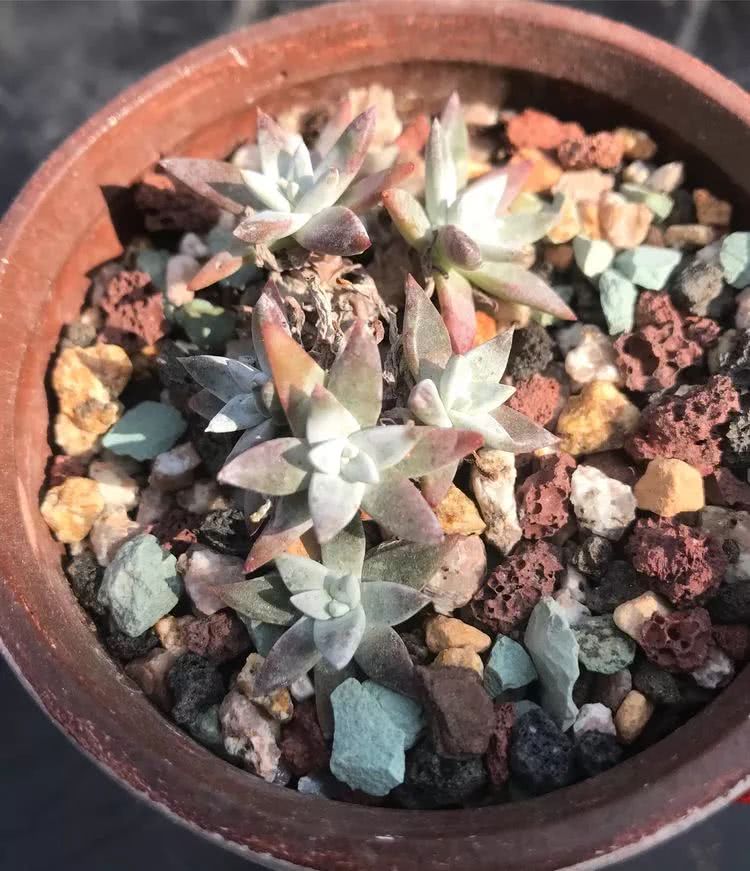 多肉带给我的感情,多肉给人们带什么作用